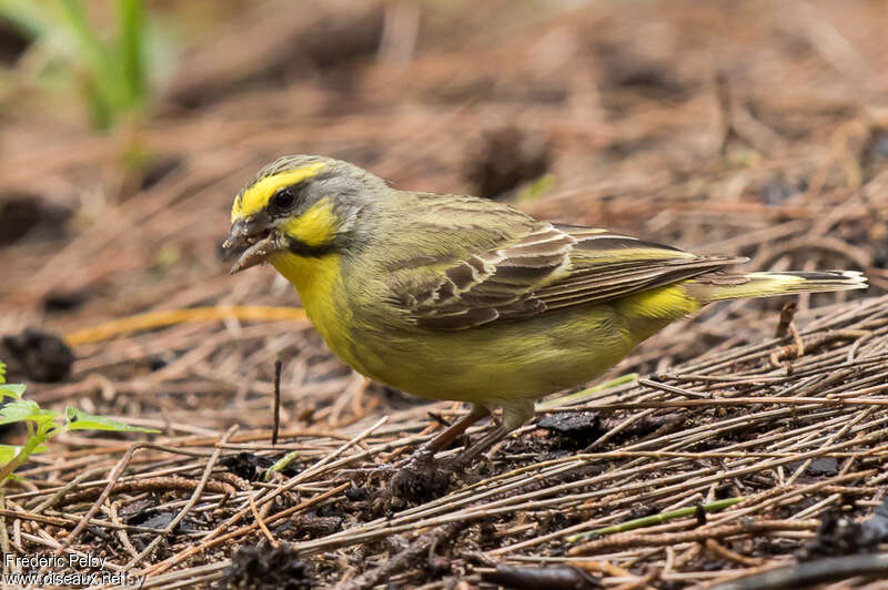 Yellow-fronted Canary male adult, eats