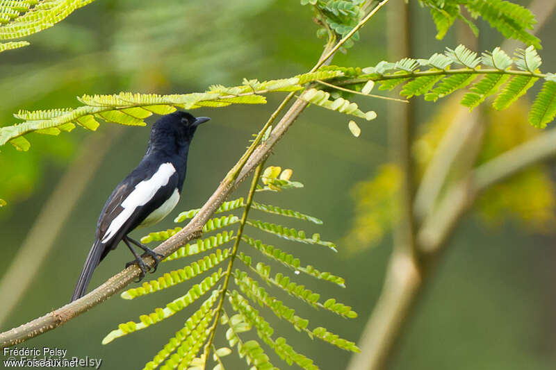 Philippine Magpie-Robin male adult, identification