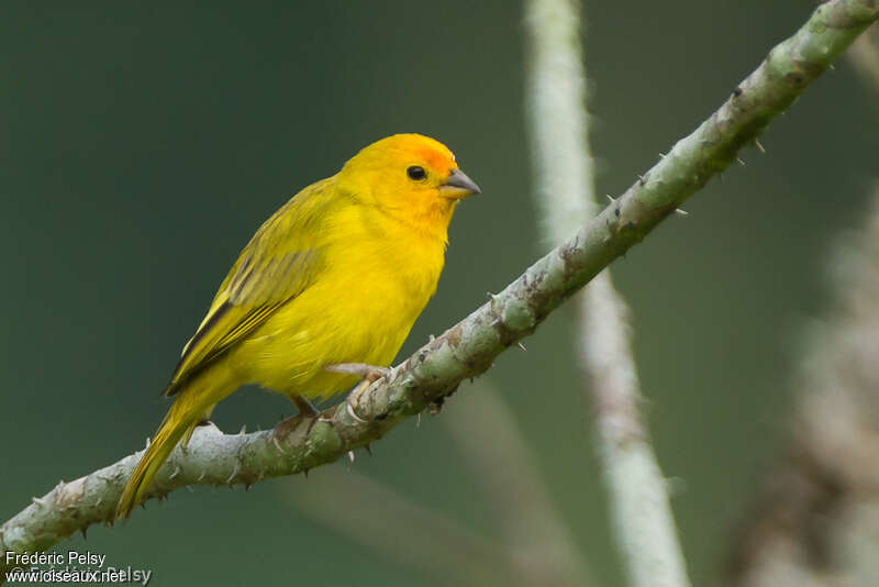 Saffron Finch male adult, identification