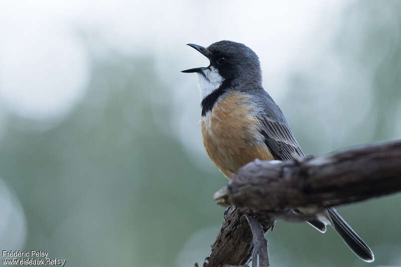 Rufous Whistler male adult, song