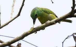 Green Shrike-Vireo