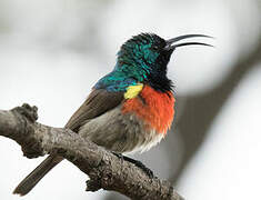 Greater Double-collared Sunbird