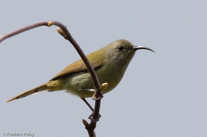 Green-tailed Sunbird female adult