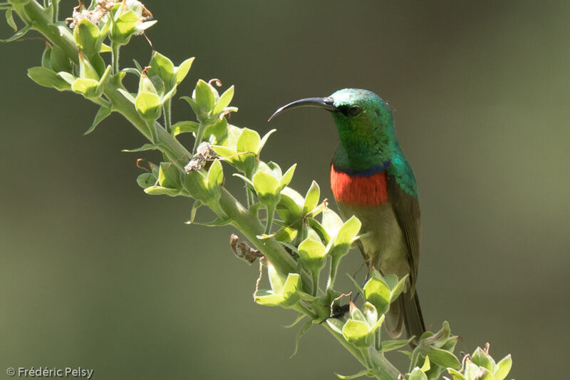Southern Double-collared Sunbird male adult