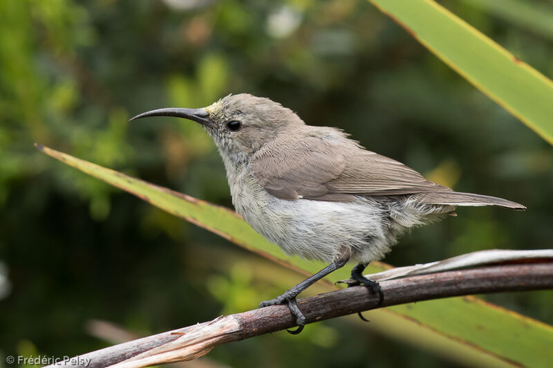 Southern Double-collared Sunbird female adult