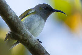 Grey-hooded Sunbird