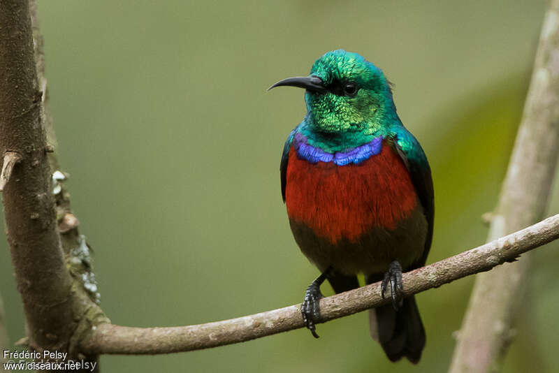 Northern Double-collared Sunbird male adult breeding, close-up portrait