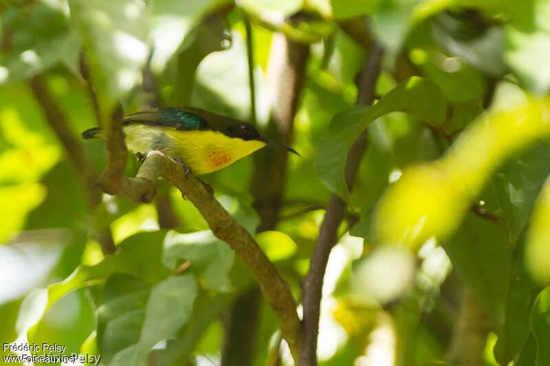 Metallic-winged Sunbird male adult