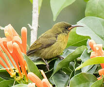 Olive Sunbird