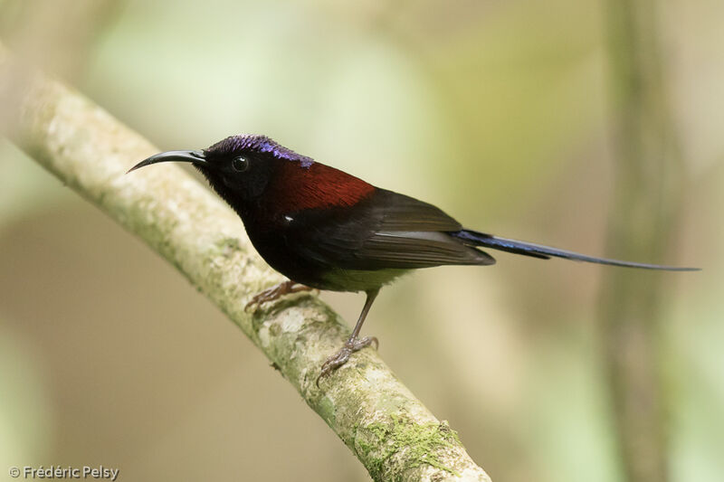 Black-throated Sunbird male adult