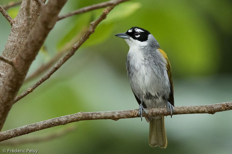 Black-crowned Palm-tanageradult