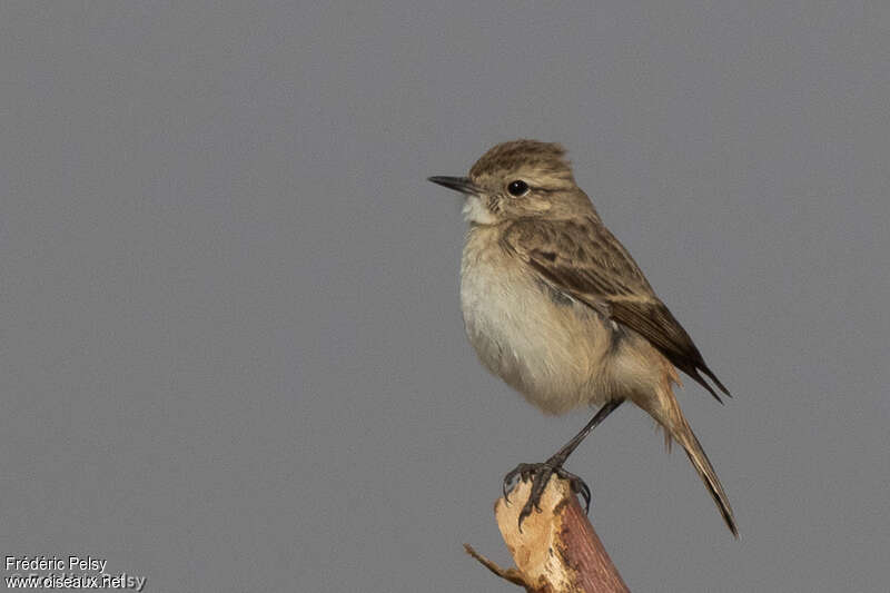 White-browed Bush Chat female adult