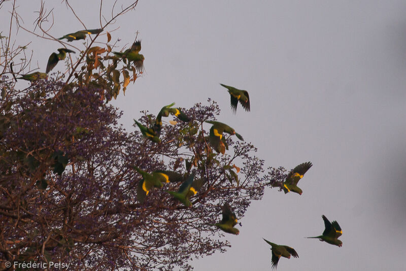 Yellow-chevroned Parakeet, Flight
