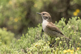 Sickle-winged Chat