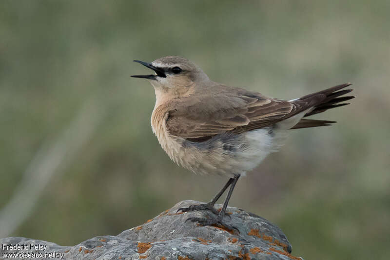 Isabelline Wheatear male adult breeding, courting display, song