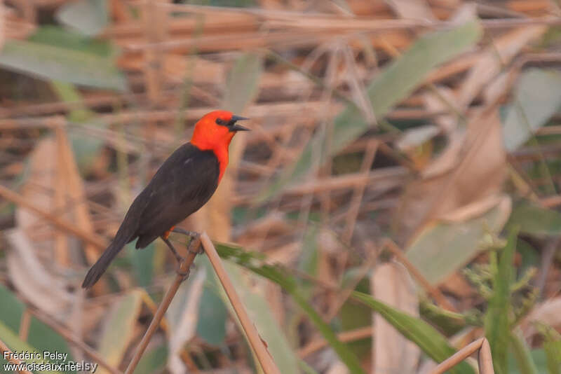 Scarlet-headed Blackbirdadult, identification