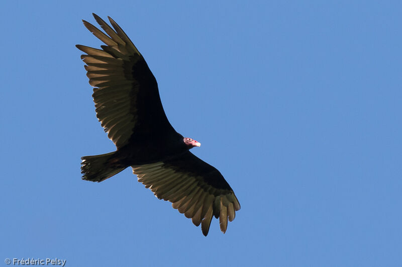 Turkey Vultureadult, Flight