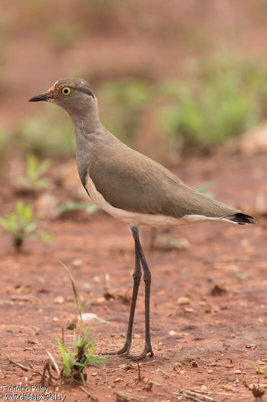 Senegal Lapwingadult, identification