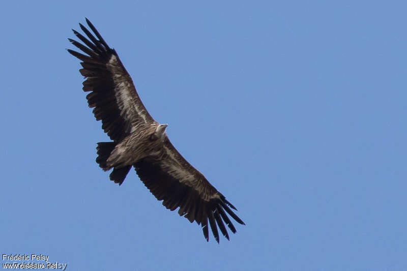 Himalayan Vultureimmature, moulting, Flight