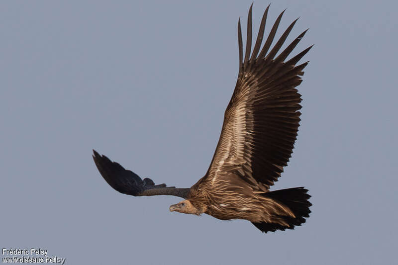 Himalayan Vultureimmature, Flight