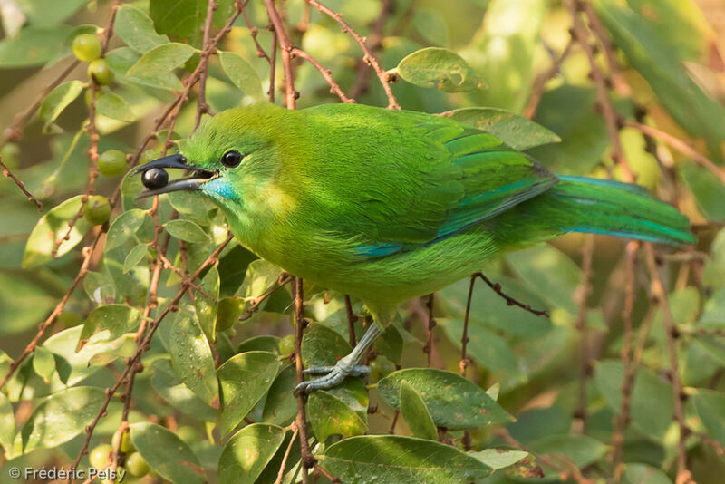 Blue-winged Leafbird female adult, aspect, eats