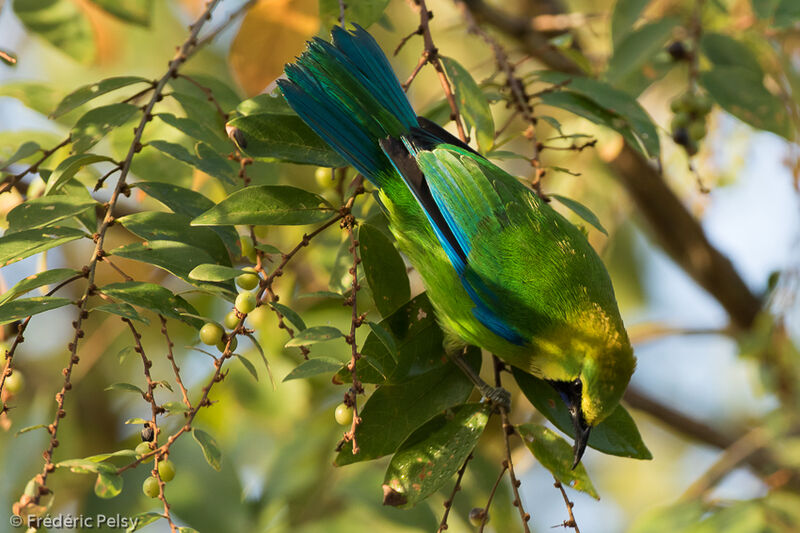 Blue-winged Leafbird male adult, identification, aspect
