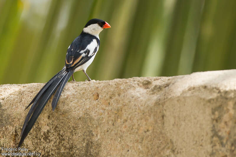 Pin-tailed Whydah male adult breeding, pigmentation
