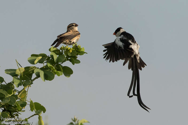 Pin-tailed Whydahadult breeding, courting display