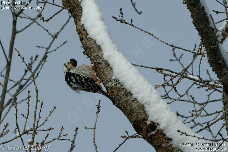White-backed Woodpecker female adult