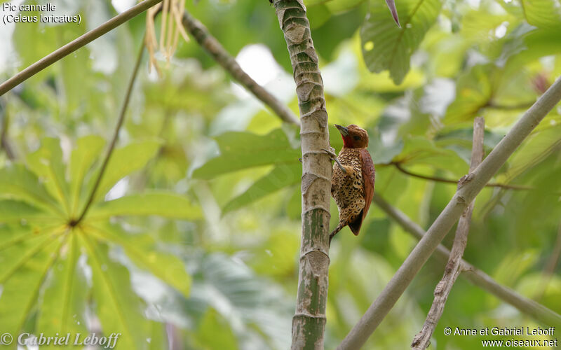 Cinnamon Woodpecker male