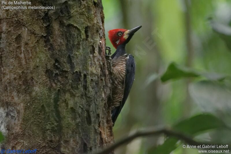 Crimson-crested Woodpecker male