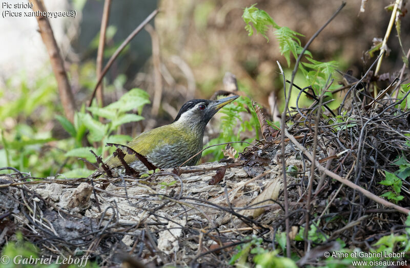 Streak-throated Woodpecker female