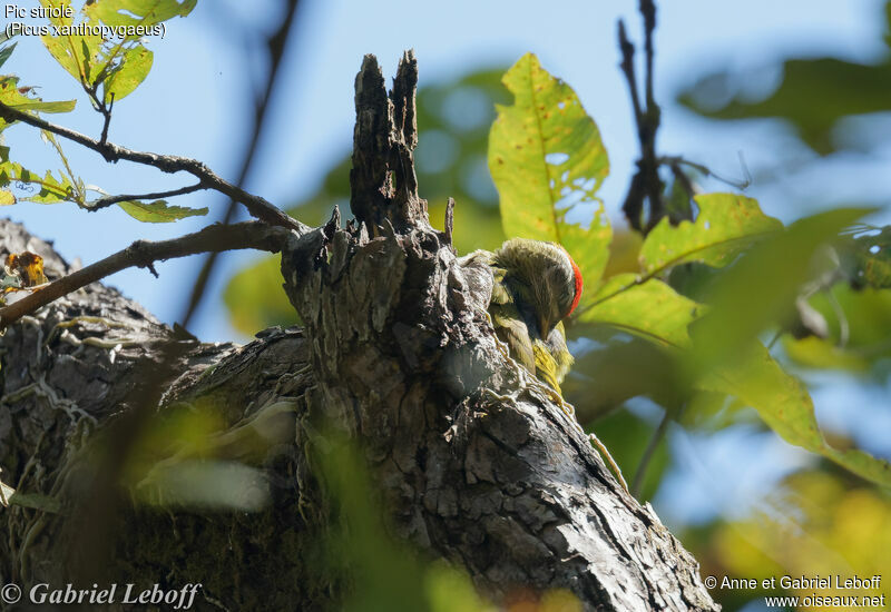 Streak-throated Woodpecker male
