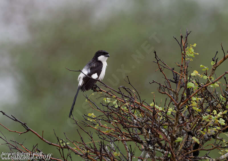 Long-tailed Fiscal male adult, pigmentation, Behaviour