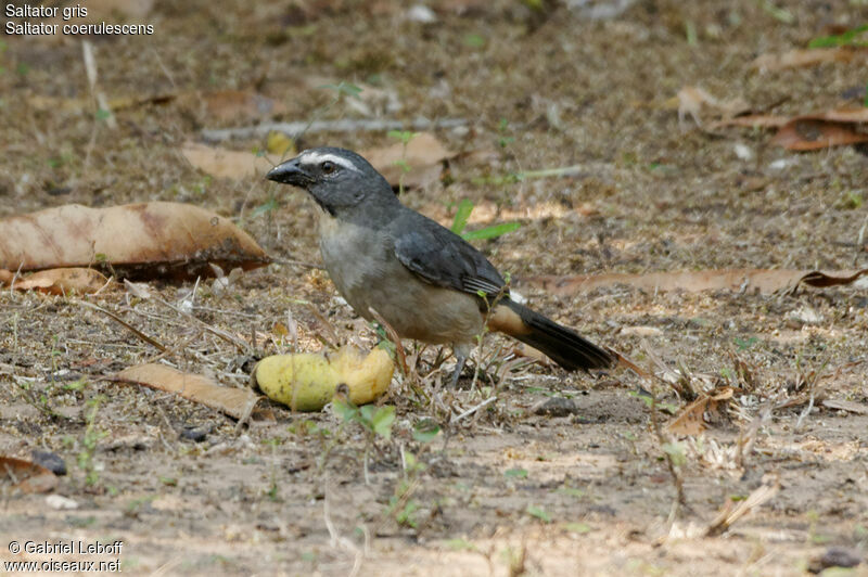 Bluish-grey Saltator