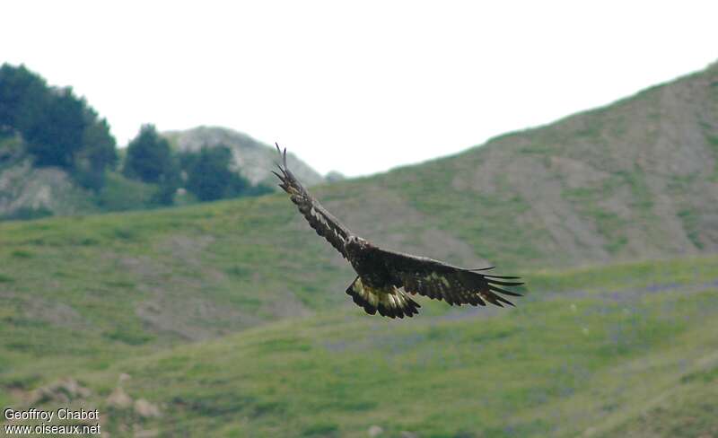 Golden EagleSecond year, habitat, Flight