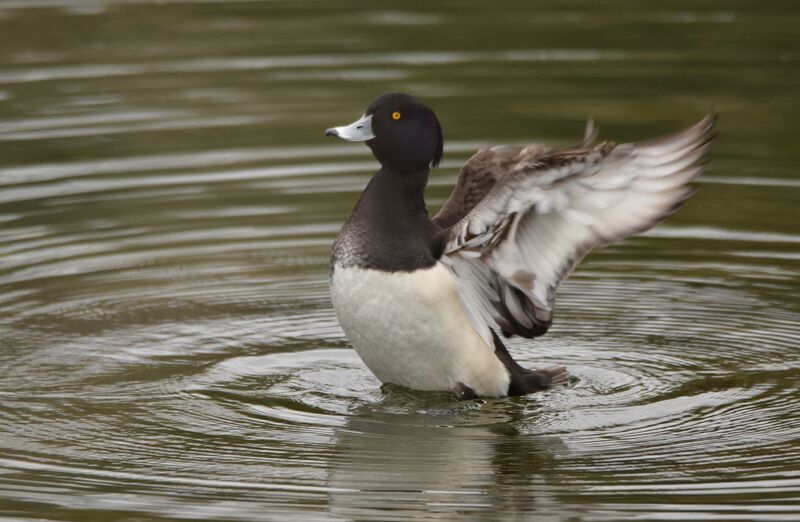 Tufted Duck male adult breeding, identification, swimming, courting display