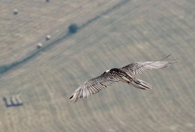 Bearded Vultureadult post breeding, habitat, Flight