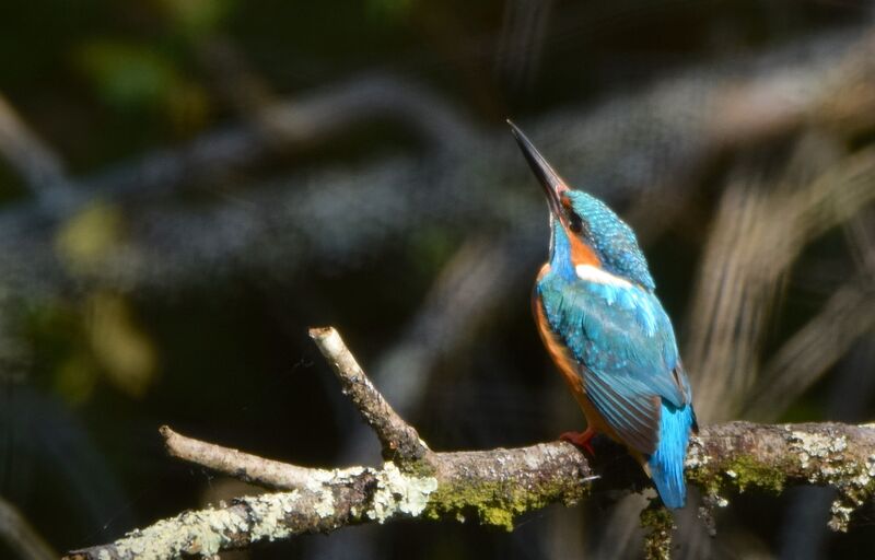 Common Kingfisher male adult breeding, identification