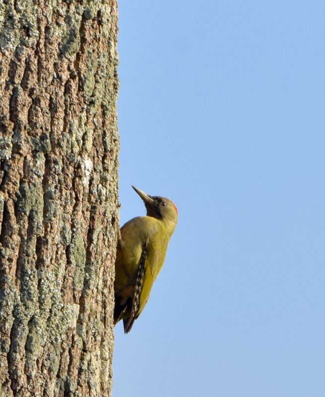 Iberian Green Woodpecker female adult post breeding, identification
