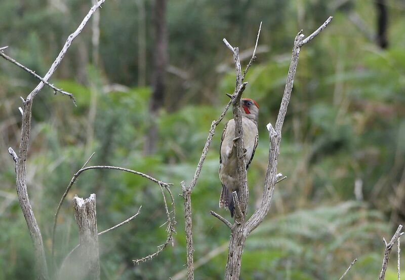 Iberian Green Woodpecker male adult breeding, identification