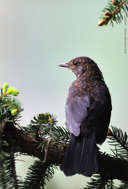 Common Blackbirdjuvenile
