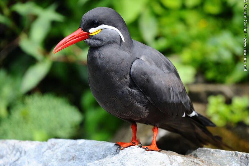 Inca Tern, identification