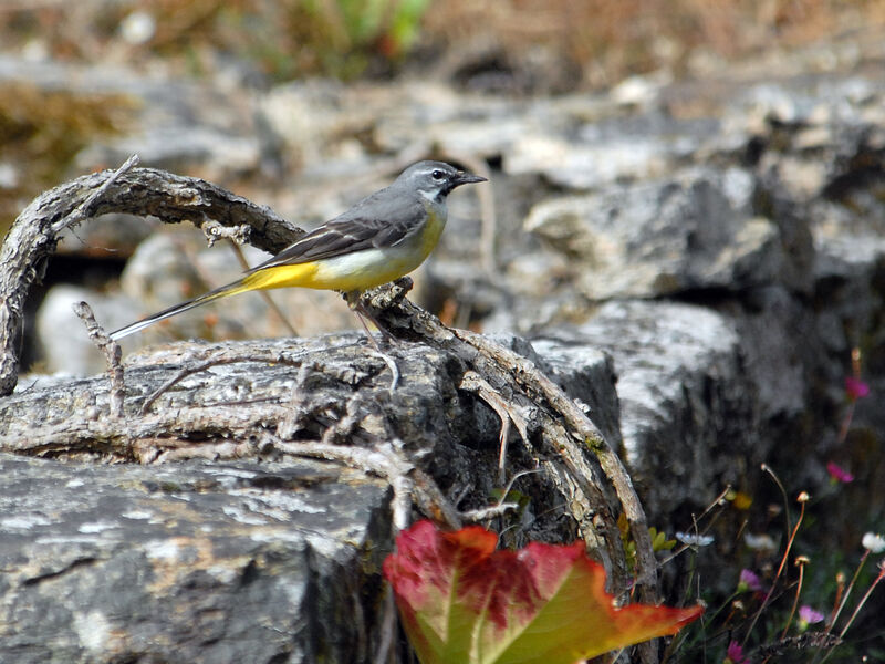 Grey Wagtail, identification