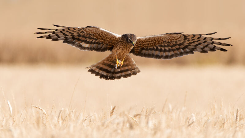Montagu's Harrieradult breeding, Flight, feeding habits, Reproduction-nesting, Behaviour