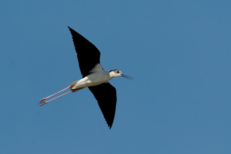 Black-winged Stilt, identification, Flight, Behaviour