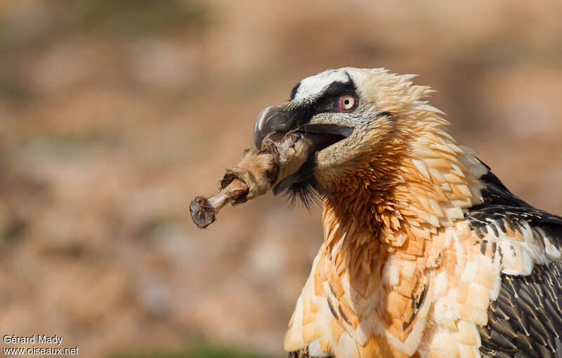 Bearded Vultureadult, feeding habits