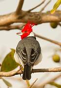 Red-crested Cardinal