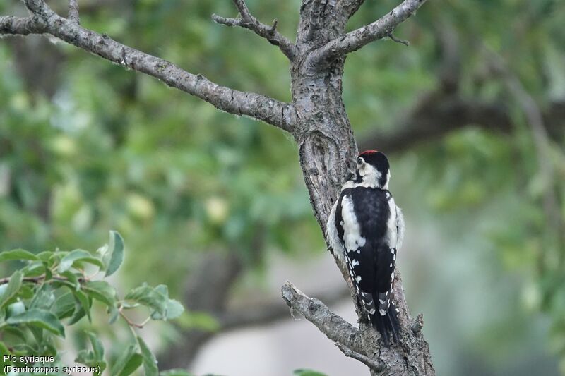 Syrian Woodpeckerjuvenile