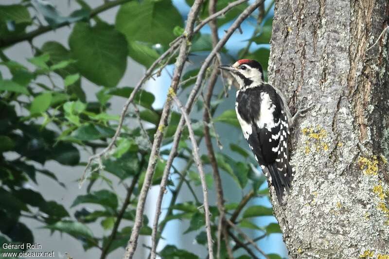Syrian Woodpeckerjuvenile, habitat, pigmentation